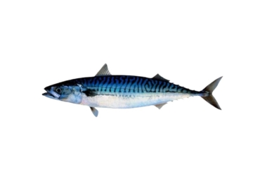 Picudillo (Pecapterus Mecrosoma)