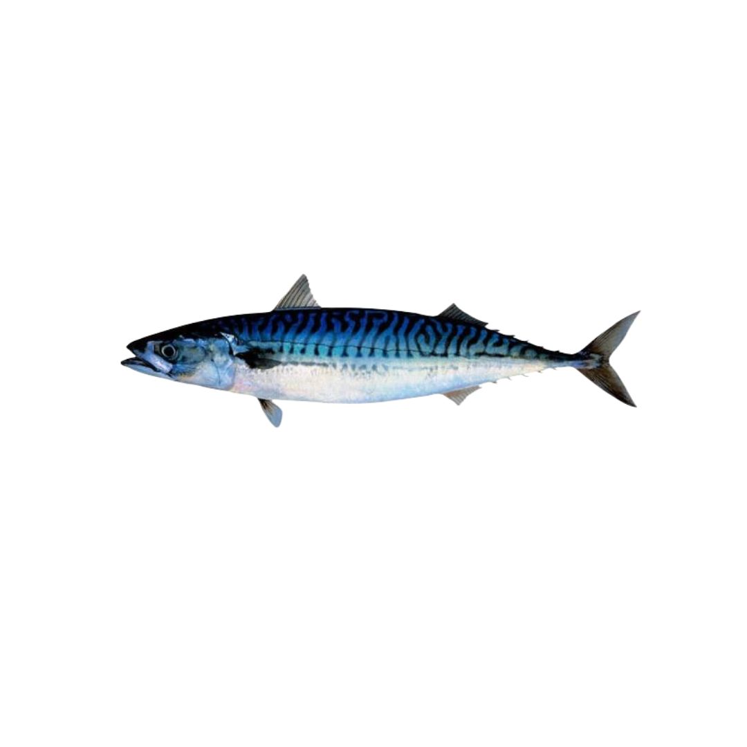 Picudillo (Pecapterus Mecrosoma)